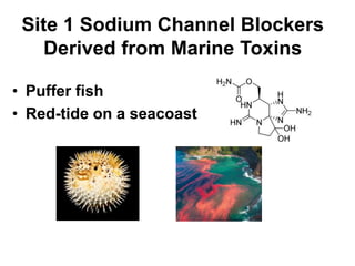 Site 1 Sodium Channel Blockers
Derived from Marine Toxins
• Puffer fish
• Red-tide on a seacoast
 