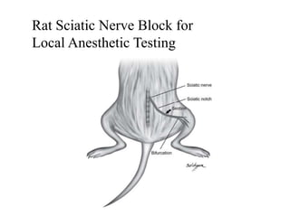 Rat Sciatic Nerve Block for
Local Anesthetic Testing
 