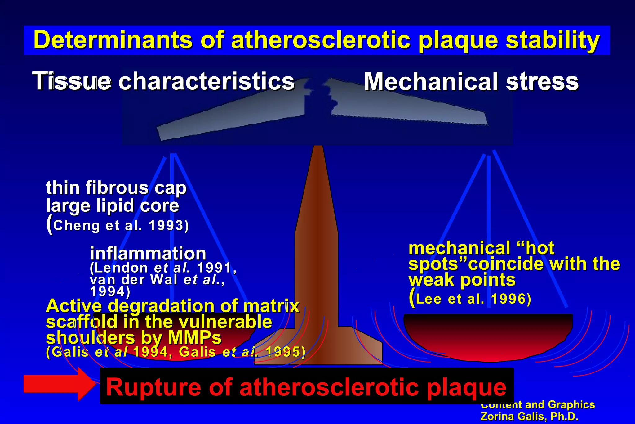 Content and GraphicsContent and Graphics
Zorina Galis, Ph.D.Zorina Galis, Ph.D.
Determinants of atherosclerotic plaque stabilityDeterminants of atherosclerotic plaque stability
Tissue characteristicsTissue characteristics Mechanical stressMechanical stress
Active degradation of matrixActive degradation of matrix
scaffold in the vulnerablescaffold in the vulnerable
shoulders by MMPsshoulders by MMPs
(Galis(Galis et alet al 1994, Galis1994, Galis et al.et al. 1995)1995)
Tissue characteristicsTissue characteristics Mechanical stressMechanical stress
Rupture of atherosclerotic plaqueRupture of atherosclerotic plaqueRupture of atherosclerotic plaqueRupture of atherosclerotic plaque
thin fibrous capthin fibrous cap
large lipid corelarge lipid core
((Cheng et al. 1993)Cheng et al. 1993)
inflammationinflammation
((LendonLendon et al.et al. 1991,1991,
van der Walvan der Wal et alet al.,.,
1994)1994)
mechanical “hotmechanical “hot
spots”coincide with thespots”coincide with the
weak pointsweak points
((Lee et al. 1996)Lee et al. 1996)
 
