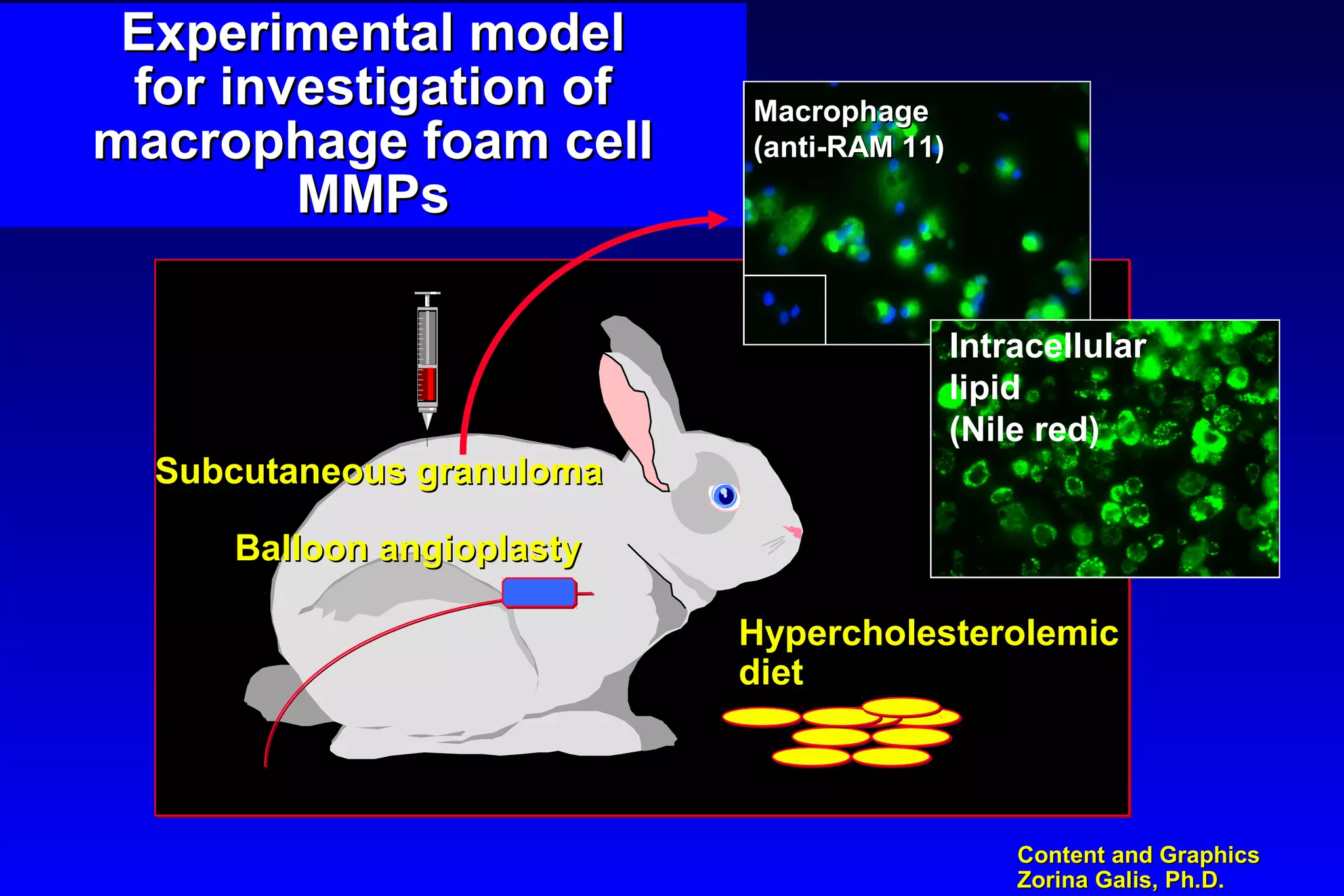 Content and GraphicsContent and Graphics
Zorina Galis, Ph.D.Zorina Galis, Ph.D.
Experimental modelExperimental model
for investigation offor investigation of
macrophage foam cellmacrophage foam cell
MMPsMMPs
Subcutaneous granulomaSubcutaneous granuloma
Balloon angioplastyBalloon angioplasty
HypercholesterolemicHypercholesterolemic
dietdiet
MacrophageMacrophage
(anti-RAM 11)(anti-RAM 11)
Intracellular
lipid
(Nile red)
 