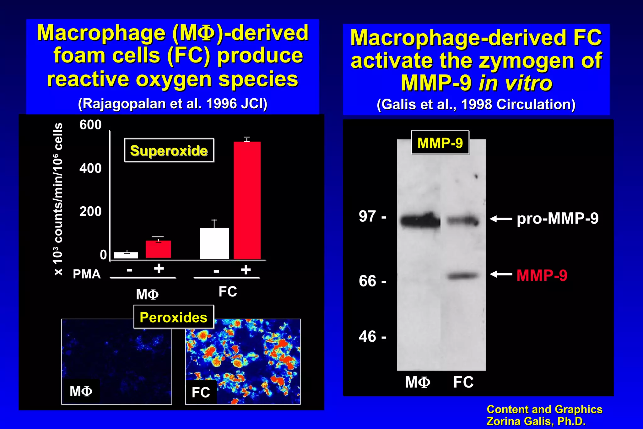 Content and GraphicsContent and Graphics
Zorina Galis, Ph.D.Zorina Galis, Ph.D.
0
200
400
600
MΦ FC
x103
counts/min/106
cells
PMA - + - +
Macrophage (MMacrophage (MΦΦ)-derived)-derived
foam cells (FC) producefoam cells (FC) produce
reactive oxygen speciesreactive oxygen species
(Rajagopalan et al. 1996 JCI)(Rajagopalan et al. 1996 JCI)
Macrophage-derived FCMacrophage-derived FC
activate the zymogen ofactivate the zymogen of
MMP-9MMP-9 in vitroin vitro
(Galis et al., 1998 Circulation)(Galis et al., 1998 Circulation)
Macrophage-derived FCMacrophage-derived FC
activate the zymogen ofactivate the zymogen of
MMP-9MMP-9 in vitroin vitro
(Galis et al., 1998 Circulation)(Galis et al., 1998 Circulation)
SuperoxideSuperoxide
PeroxidesPeroxides
MΦMΦ FCFC
66 -66 -
97 -97 -
46 -46 -
pro-MMP-9pro-MMP-9
MMP-9MMP-9
MMΦΦ FCFC
MMP-9MMP-9
 