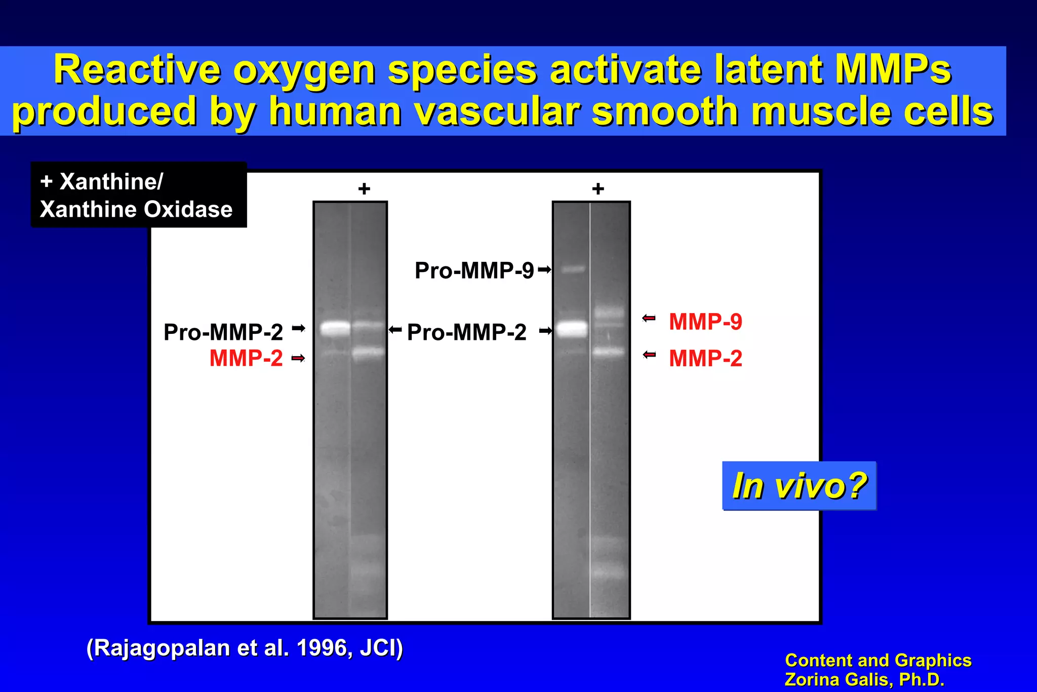 Content and GraphicsContent and Graphics
Zorina Galis, Ph.D.Zorina Galis, Ph.D.
Reactive oxygen species activate latent MMPsReactive oxygen species activate latent MMPs
produced by human vascular smooth muscle cellsproduced by human vascular smooth muscle cells
++
Pro-MMP-2
Pro-MMP-9
MMP-9
MMP-2
Pro-MMP-2
MMP-2
In vivo?In vivo?In vivo?In vivo?
+ Xanthine/
Xanthine Oxidase
+ Xanthine/
Xanthine Oxidase
(Rajagopalan et al. 1996, JCI)(Rajagopalan et al. 1996, JCI)
 