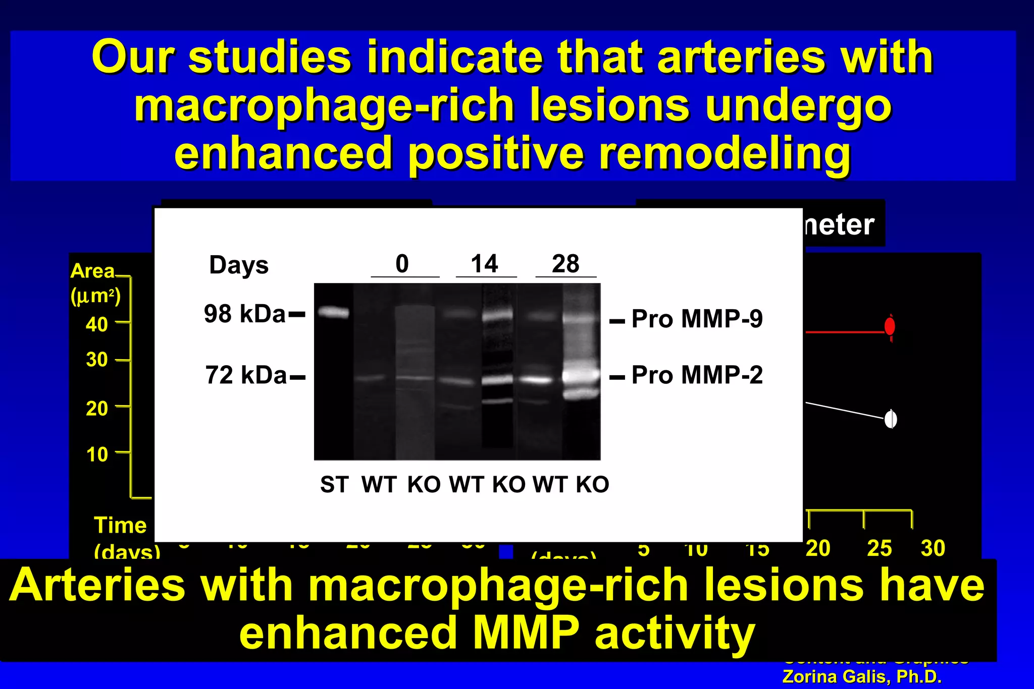 Content and GraphicsContent and Graphics
Zorina Galis, Ph.D.Zorina Galis, Ph.D.
Our studies indicate that arteries withOur studies indicate that arteries with
macrophage-rich lesions undergomacrophage-rich lesions undergo
enhanced positive remodelingenhanced positive remodeling
Our studies indicate that arteries withOur studies indicate that arteries with
macrophage-rich lesions undergomacrophage-rich lesions undergo
enhanced positive remodelingenhanced positive remodeling
55 1010 1515 2020 2525 303055 1010 1515 2020 2525 3030
Macrophage areaMacrophage area
10001000
20002000
Outer perimeterOuter perimeter
Time
(days)
Time
(days)
1010
2020
3030
4040
AreaArea
((µµmm22
)) LengthLength
((µµm)m)
- -
Pro MMP-9
Pro MMP-2
98 kDa
72 kDa
- -
Days 0 14 28
WT WT WTKO KO KOST
Arteries with macrophage-rich lesions have
enhanced MMP activity
Arteries with macrophage-rich lesions have
enhanced MMP activity
 