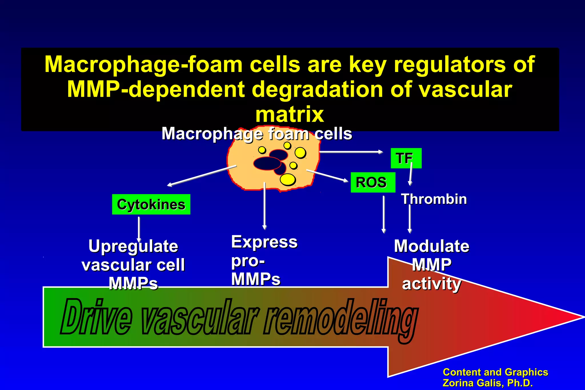 Content and GraphicsContent and Graphics
Zorina Galis, Ph.D.Zorina Galis, Ph.D.
Macrophage-foam cells are key regulators of
MMP-dependent degradation of vascular
matrix
Macrophage-foam cells are key regulators of
MMP-dependent degradation of vascular
matrix
ROSROS
TFTF
ThrombinThrombin
ModulateModulate
MMPMMP
activityactivity
ExpressExpress
pro-pro-
MMPsMMPs
CytokinesCytokines
UpregulateUpregulate
vascular cellvascular cell
MMPsMMPs
Macrophage foam cellsMacrophage foam cells
 