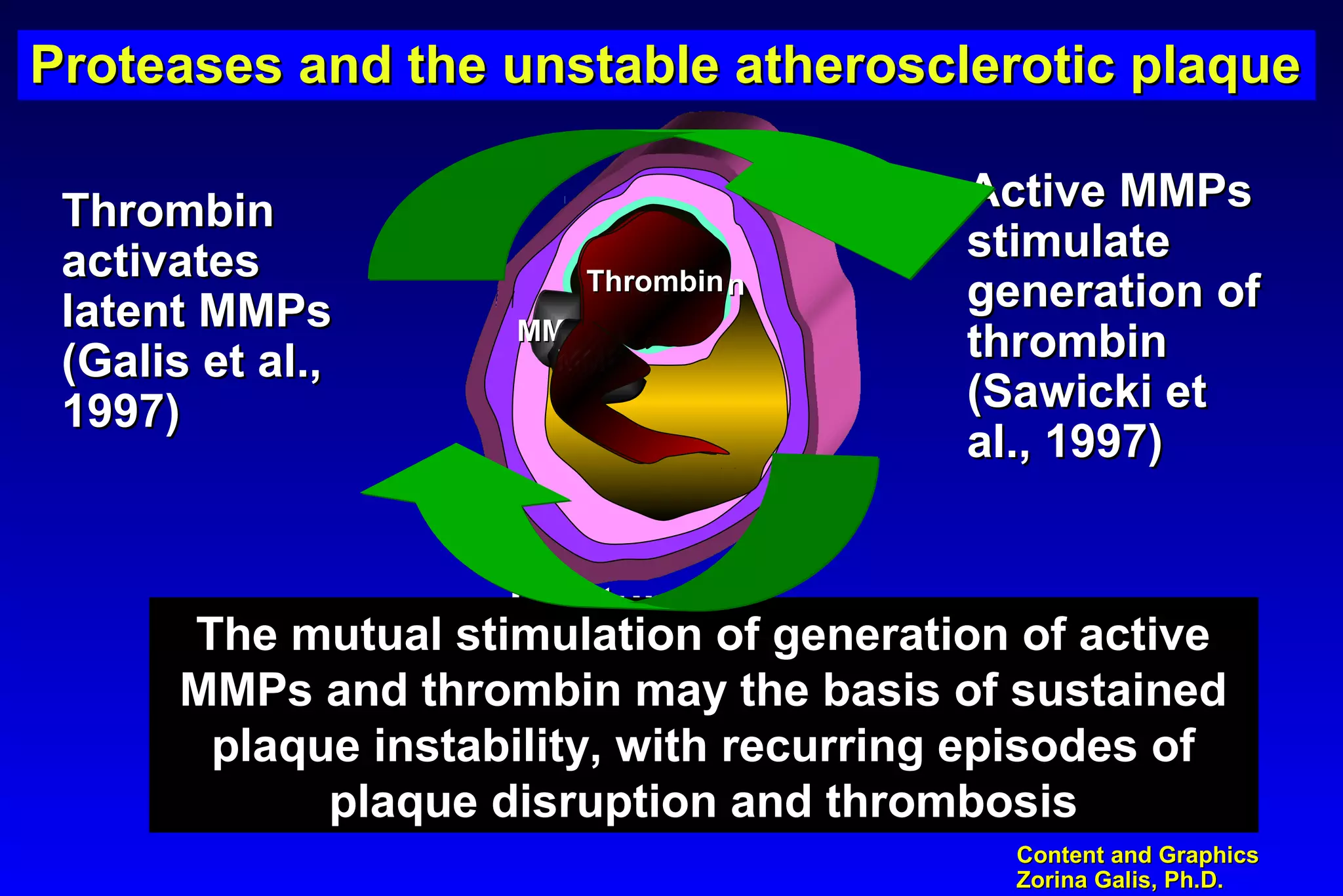 Content and GraphicsContent and Graphics
Zorina Galis, Ph.D.Zorina Galis, Ph.D.
RupturedRuptured
plaqueplaque
The mutual stimulation of generation of activeThe mutual stimulation of generation of active
MMPs and thrombin may the basis of sustainedMMPs and thrombin may the basis of sustained
plaque instability, with recurring episodes ofplaque instability, with recurring episodes of
plaque disruption and thrombosisplaque disruption and thrombosis
MMPsMMPs
ThrombinThrombin
MMPsMMPs
ThrombinThrombin
ThrombinThrombin
activatesactivates
latent MMPslatent MMPs
(Galis et al.,(Galis et al.,
1997)1997)
Active MMPsActive MMPs
stimulatestimulate
generation ofgeneration of
thrombinthrombin
(Sawicki et(Sawicki et
al., 1997)al., 1997)
Proteases and the unstable atherosclerotic plaqueProteases and the unstable atherosclerotic plaqueProteases and the unstable atherosclerotic plaqueProteases and the unstable atherosclerotic plaque
 