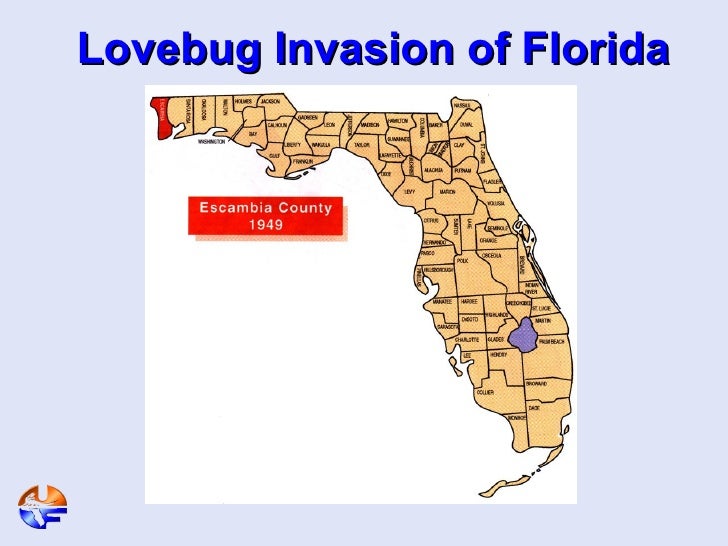 lovebugs in florida 8 728