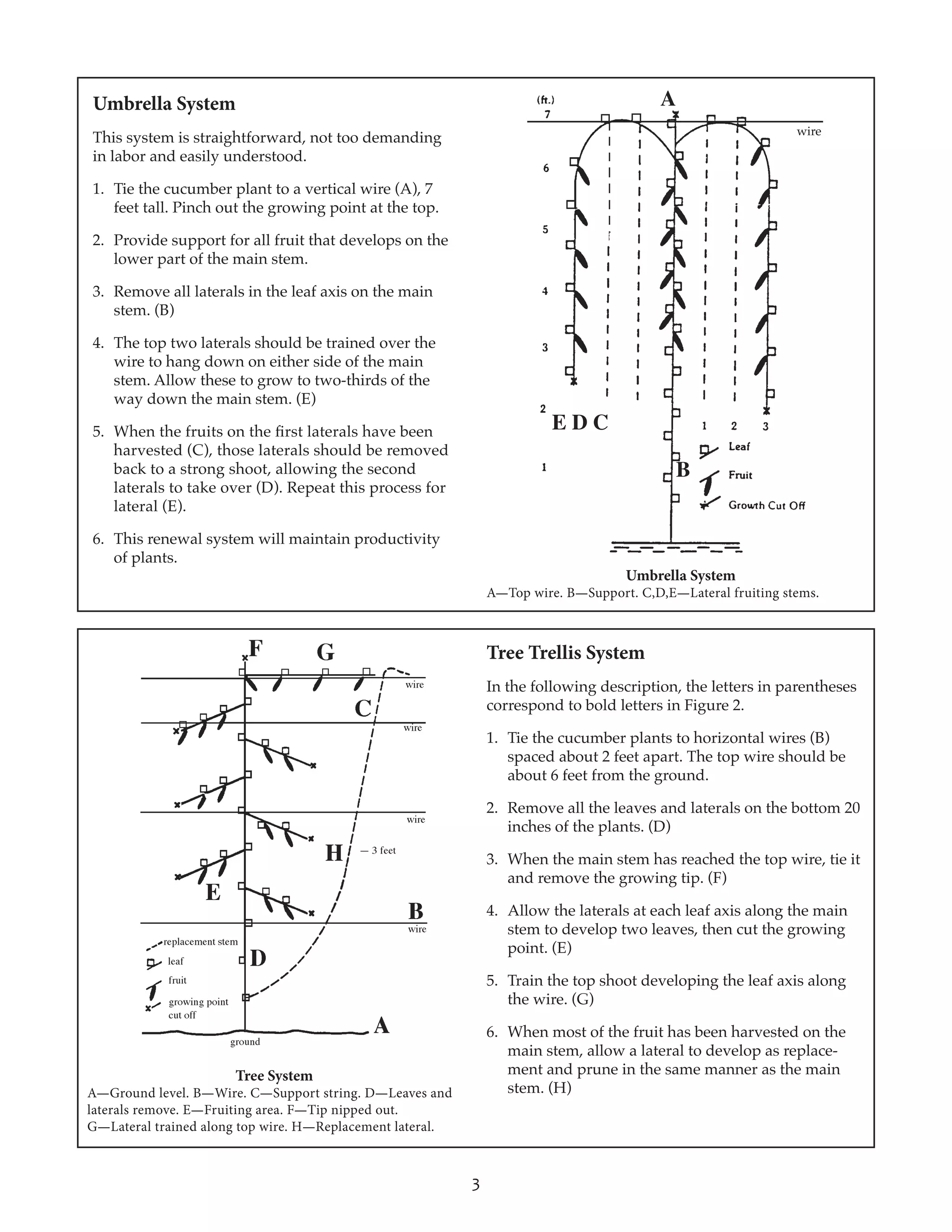 3
A
B
Umbrella System
A—Top wire. B—Support. C,D,E—Lateral fruiting stems.
wire
E D C
Tree System
A—Ground level. B—Wire. C—Support string. D—Leaves and
laterals remove. E—Fruiting area. F—Tip nipped out.
G—Lateral trained along top wire. H—Replacement lateral.
Umbrella System
This system is straightforward, not too demanding
in labor and easily understood.
1.	 Tie the cucumber plant to a vertical wire (A), 7
feet tall. Pinch out the growing point at the top.
2.	 Provide support for all fruit that develops on the
lower part of the main stem.
3.	 Remove all laterals in the leaf axis on the main
stem. (B)
4.	 The top two laterals should be trained over the
wire to hang down on either side of the main
stem. Allow these to grow to two-thirds of the
way down the main stem. (E)
5.	 When the fruits on the first laterals have been
harvested (C), those laterals should be removed
back to a strong shoot, allowing the second
laterals to take over (D). Repeat this process for
lateral (E).
6.	 This renewal system will maintain productivity
of plants.
Tree Trellis System
In the following description, the letters in parentheses
correspond to bold letters in Figure 2.
1.	 Tie the cucumber plants to horizontal wires (B)
spaced about 2 feet apart. The top wire should be
about 6 feet from the ground.
2.	 Remove all the leaves and laterals on the bottom 20
inches of the plants. (D)
3.	 When the main stem has reached the top wire, tie it
and remove the growing tip. (F)
4.	 Allow the laterals at each leaf axis along the main
stem to develop two leaves, then cut the growing
point. (E)
5.	 Train the top shoot developing the leaf axis along
the wire. (G)
6.	 When most of the fruit has been harvested on the
main stem, allow a lateral to develop as replace-
ment and prune in the same manner as the main
stem. (H)
 