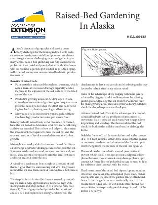 Alaska’s climate and geographical di­versity create
many challenges for the home gardener. Cold soils,
excessive or inadequate rainfall and poor soil conditions
are among the more challenging aspects of gardening in
many areas. Raised-bed gardening can help overcome the
problems of wet, cold and poorly drained soils. Gardeners
who do not have a garden spot located in a south-sloping,
well-drained, sunny area can use raised beds with produc-
tive results.
Benefits of raised beds:
yy Plant growth is enhanced through soil warming, which
results from an increased drainage capability and an
increase in the exposure of the soil surface to the direct
rays of the sun.
yy Productive growing areas can be developed in loca-
tions where conventional gardening techniques are not
possible. Raised beds reduce the effort and back bend-
ing involved in planting, weeding and harvesting.
yy Many raised beds are intensively managed and there-
fore have high production rates per square foot.
Before you build raised beds, either mounded or framed,
have the soil tested to determine what fertilizer and liming
additives are needed. The soil test will help you determine
the amount of lime required to raise the soil pH and the
type and amount of fertilizer needed for sustained plant
growth.
Materials are usually added to increase the soil fertility or
air exchange and water drainage characteristics of the soil.
Some materials used are sand, compost, manure and peat
moss. Use a rototiller or spade to mix the lime, fertilizers
and other materials into the soil.
A raised-bed garden can be as simple as a mound of soil
that is higher than the surrounding soil level. Or, you can
mound the soil in a framework of lumber, like a bottomless
box.
The simpler form of raised bed is constructed by mound-
ing soil into a ridge approximately 12 inches high with
sloping sides and a top surface 18 to 24 inches wide (see
figure 1). This ridging method provides the benefits of
a raised bed and requires less energy and expense. The
disadvantage is that it may erode and the sloping sides may
have to be rebuilt after heavy rain or wind.
Some of the advantages of the ridging technique can be
achieved by digging parallel walkways into the existing
garden plot and placing the soil from the walkways onto
the plant growing area. The sides of the walkways (ditches)
should be sloped to prevent soil collapse.
A framed raised bed offers all the advantages of a mound-
ed raised bed without the problems of erosion or soil
movement. It also provides an elevated working platform
for planting and weeding. The framework for the bed
should be built so the soil does not bend or dislodge the
frame.
Build the frame of 2 × 12s securely fastened at the corners.
At 2- to 4-foot intervals either drive stakes into the ground
or use cross members on the bottom of the frame to pre-
vent bowing from the pressure of the soil (see figure 2).
The wood can be treated with a wood preservative to
prevent rot. (Note: Do not use creosote and pentachloro-
phenol because these chemicals may damage plants upon
contact.) A frame liner of polyethylene can be used to keep
the soil from direct contact with the wood.
The dimensions of the raised bed depend upon a number
of factors: space available, anticipated production, materi-
als available and the size of the garden. The width should
be such that the gardener can comfortably reach to the
middle from either side. In wet climates this should not
exceed 48 inches to provide good drainage. A width of 36
inches is better yet.
Raised-Bed Gardening
In Alaska
HGA-00132
Figure 1. Built-up rows.
 