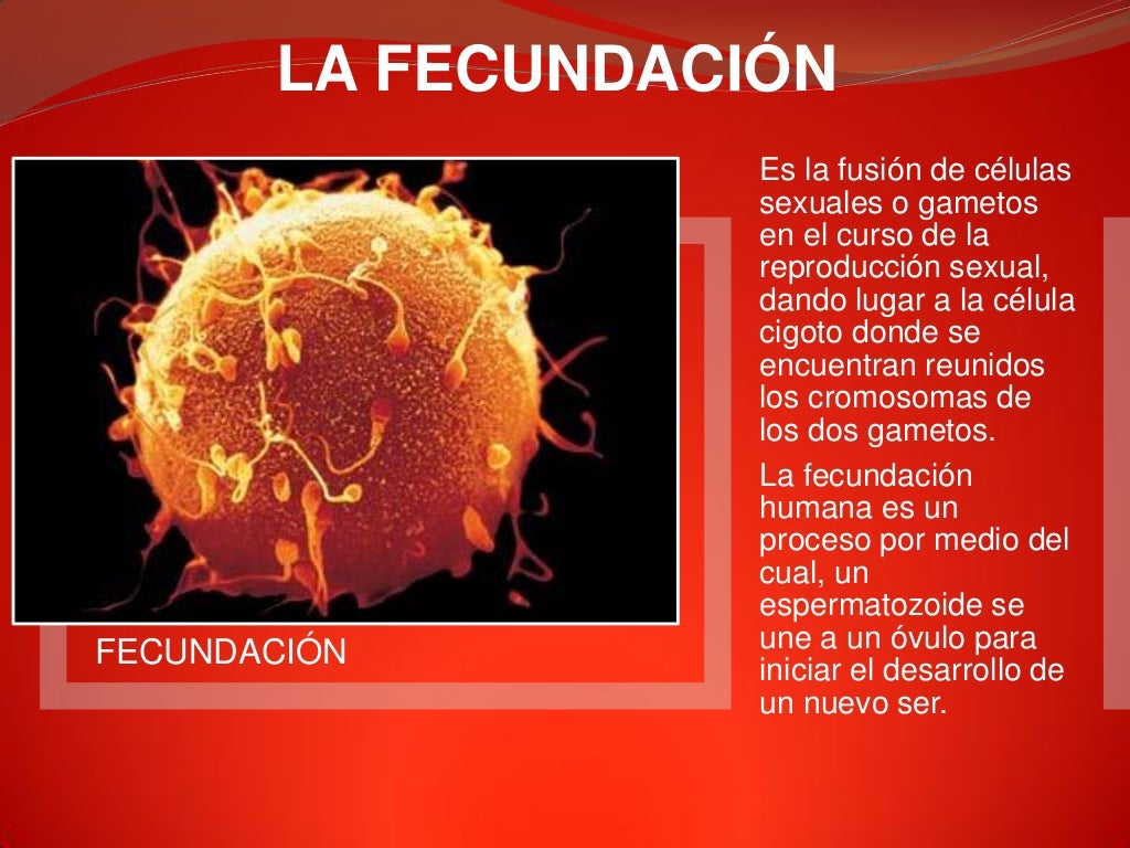 La fecundación