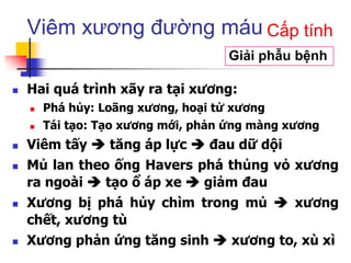 Viêm xương đường máu
 Hai quá trình xãy ra tại xương:
 Phá hủy: Loãng xương, hoại tử xương
 Tái tạo: Tạo xương mới, phản ứng màng xương
 Viêm tấy  tăng áp lực  đau dữ dội
 Mủ lan theo ống Havers phá thủng vỏ xương
ra ngoài  tạo ổ áp xe  giảm đau
 Xương bị phá hủy chìm trong mủ  xương
chết, xương tù
 Xương phản ứng tăng sinh  xương to, xù xì
Giải phẫu bệnh
Cấp tính
 