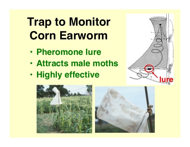 Row Covers & Pest Control for Vegetable Gardens; Gardening ...
