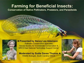 Farming for Beneficial Insects:
Conservation of Native Pollinators, Predators, and Parasitoids
Lacewing photo: Richard Greene
Presented by Nancy Lee Adamson
Pollinator Conservation Specialist
Xerces Society for Invertebrate Conservation &
NRCS East National Technology Support Center
Moderated by Sudie Daves Thomas
Wildlife Biologist, South Carolina NRCS
Photo: YoungDoo M. Carey
Photo: Sue Griggs
 