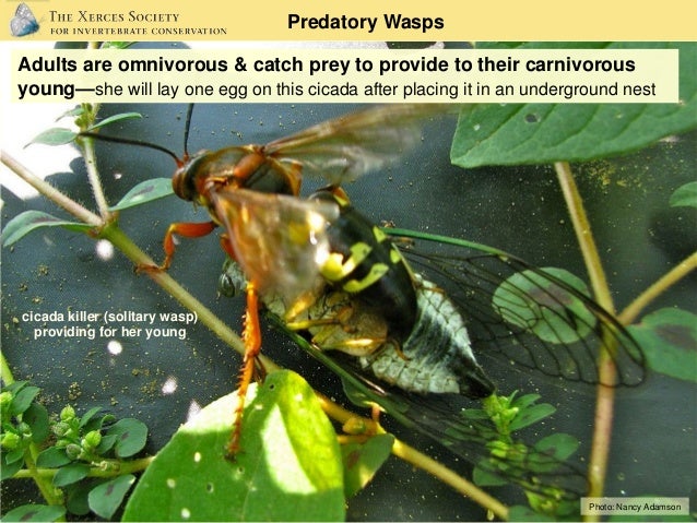 farming for beneficial insects conservation on native pollinators predators parasitoids gardening guidebook for south carolina 20 638