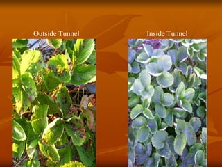 Outside Tunnel Inside Tunnel
 