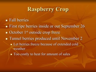 Raspberry CropRaspberry Crop
Fall berriesFall berries
First ripe berries inside or out September 26First ripe berries inside or out September 26
October 1October 1stst
outside crop frozeoutside crop froze
Tunnel berries produced until November 2Tunnel berries produced until November 2
Let berries freeze because of extended coldLet berries freeze because of extended cold
weatherweather
Too costly to heat for amount of salesToo costly to heat for amount of sales
 