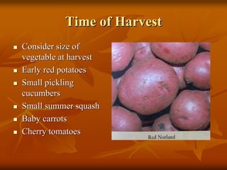 Time of HarvestTime of Harvest
Consider size ofConsider size of
vegetable at harvestvegetable at harvest
Early red potatoesEarly red potatoes
Small picklingSmall pickling
cucumberscucumbers
Small summer squashSmall summer squash
Baby carrotsBaby carrots
Cherry tomatoesCherry tomatoes
 