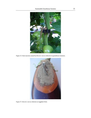 Sustainable Greenhouse Systems 55
Figure 32. Stem necrosis caused by Botrytis cinerea infection on greenhouse tomatoes.
Figure 33. Botrytis cinerea infection on eggplant fruits.
 
