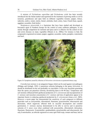 Giuliano Vox, Meir Teitel, Alberto Pardossi et al.56
A mixture of Trichoderma asperellum and Trichoderma viride has been recently
introduced into the Italian market and registered for the treatment of growing media or soil in
nurseries, greenhouses and open field on different vegetables (tomato, pepper, lettuce,
radicchio, endive, rocket, melon, fennel, artichoke, basil, celery, bean, French bean, squash,
eggplant, cucumber, fresh herbs).
Streptomyces griseoviridis is a bacterium that have been studied and developed as
biocontrol agent in Northern Europe for the control of some soilborne pathogens. It acts
mainly through competition for nutrients and space and it is effective for the control of root
and crown diseases on many vegetables (Minuto et al., 2006a). For instance in Italy the
compound is registered on tomato, pepper, eggplant, cucumber, melon, pumpkin, watermelon
and basil.
Figure 34. Symptoms caused by infection of Sclerotinia sclerotiorum on protected lettuce crop.
Coniothyrium minitans is an antagonist fungus which can be used against root pathogens
(Whipps and Gerlagh, 1992): it parasitizes sclerotia belonging to the genus Sclerotinia. It
should be distributed on the soil preferably on crop debris: in this way mycelium generating
from the spores can parasitize sclerotia, devitalizing them in 60–90 days. Temperature and
soil moisture influenced both apothecial production of S. sclerotiorum and mycoparasitism of
C. minitans and inoculum concentration of C. minitans and time of application appear to be
important factors in reducting apothecial production by S. sclerotiorum (Jones et al., 2003).
However a recent paper has demonstrated the sensitivity of such antagonist to different
pesticides such as azoxystrobin, chlorotalonil, fluazinam, pyraclostrobin, tebuconazole and
diclosulam, which negatively affected both its mycelial development and conidial
germination. C. minitans anyway demonstrated to be able to survive and to parasitize
sclerotia of S. minor even when combined with azoxystrobin, chlorotalonil, diclosulam,
fluazinam, flumioxazin, S-metolachlor, pendimethalin, pyraclostrobin and tebuconazole, but
only S-metolachlor, an erbicide registered on some open field crops, tomato and bean, had no
 