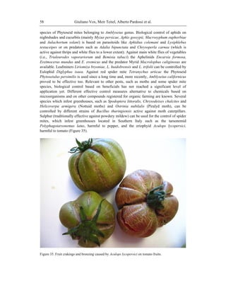 Giuliano Vox, Meir Teitel, Alberto Pardossi et al.58
species of Phytoseid mites belonging to Amblyseius genus. Biological control of aphids on
nightshades and cucurbits (mainly Myzus persicae, Aphis gossypii, Macrosyphum euphorbiae
and Aulachortum solani) is based on parasitoids like Aphidius colemani and Lysiphlebus
testaceipes or on predators such as Adalia bipunctata and Chrysoperla carnea (which is
active against thrips and white flies to a lower extent). Against main white flies of vegetables
(i.e., Trialeurodes vaporariorum and Bemisia tabaci) the Aphelinids Encarsia formosa,
Eretmocerus mundus and E. eremicus and the predator Myrid Macrolophus caliginosus are
available. Leafminers Liriomiza bryoniae, L. huidobrensis and L. trifolii can be controlled by
Eulophid Diglyphus isaea. Against red spider mite Tetranychus urticae the Phytoseid
Phytoseiulus persimilis is used since a long time and, more recently, Amblyseius californicus
proved to be effective too. Relevant to other pests, such as moths and some spider mite
species, biological control based on beneficials has not reached a significant level of
application yet. Different effective control measures alternative to chemicals based on
microorganisms and on other compounds registered for organic farming are known. Several
species which infest greenhouses, such as Spodoptera littoralis, Chrysodeixes chalcites and
Helicoverpa armigera (Nottuid moths) and Ostrinia nubilalis (Piralyd moth), can be
controlled by different strains of Bacillus thuringiensis active against moth caterpillars.
Sulphur (traditionally effective against powdery mildew) can be used for the control of spider
mites, which infest greenhouses located in Southern Italy such as the tarsonemid
Polyphagotarsonemus latus, harmful to pepper, and the eriophyid Aculops lycopersici,
harmful to tomato (Figure 35).
Figure 35. Fruit crakings and bronzing caused by Aculops lycopersici on tomato fruits.
 