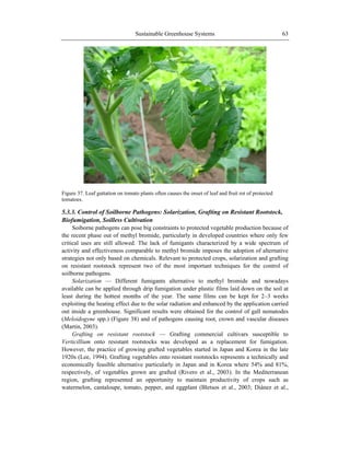Sustainable Greenhouse Systems 63
Figure 37. Leaf guttation on tomato plants often causes the onset of leaf and fruit rot of protected
tomatoes.
5.3.3. Control of Soilborne Pathogens: Solarization, Grafting on Resistant Rootstock,
Biofumigation, Soilless Cultivation
Soiborne pathogens can pose big constraints to protected vegetable production because of
the recent phase out of methyl bromide, particularly in developed countries where only few
critical uses are still allowed. The lack of fumigants characterized by a wide spectrum of
activity and effectiveness comparable to methyl bromide imposes the adoption of alternative
strategies not only based on chemicals. Relevant to protected crops, solarization and grafting
on resistant rootstock represent two of the most important techniques for the control of
soilborne pathogens.
Solarization — Different fumigants alternative to methyl bromide and nowadays
available can be applied through drip fumigation under plastic films laid down on the soil at
least during the hottest months of the year. The same films can be kept for 2–3 weeks
exploiting the heating effect due to the solar radiation and enhanced by the application carried
out inside a greenhouse. Significant results were obtained for the control of gall nematodes
(Meloidogyne spp.) (Figure 38) and of pathogens causing root, crown and vascular diseases
(Martin, 2003).
Grafting on resistant rootstock — Grafting commercial cultivars susceptible to
Verticillium onto resistant rootstocks was developed as a replacement for fumigation.
However, the practice of growing grafted vegetables started in Japan and Korea in the late
1920s (Lee, 1994). Grafting vegetables onto resistant rootstocks represents a technically and
economically feasible alternative particularly in Japan and in Korea where 54% and 81%,
respectively, of vegetables grown are grafted (Rivero et al., 2003). In the Mediterranean
region, grafting represented an opportunity to maintain productivity of crops such as
watermelon, cantaloupe, tomato, pepper, and eggplant (Bletsos et al., 2003; Diánez et al.,
 