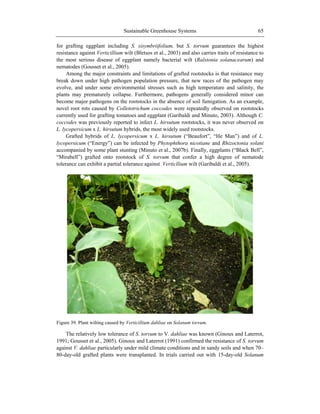 Sustainable Greenhouse Systems 65
for grafting eggplant including S. sisymbriifolium, but S. torvum guarantees the highest
resistance against Verticillium wilt (Bletsos et al., 2003) and also carries traits of resistance to
the most serious disease of eggplant namely bacterial wilt (Ralstonia solanacearum) and
nematodes (Gousset et al., 2005).
Among the major constraints and limitations of grafted rootstocks is that resistance may
break down under high pathogen population pressure, that new races of the pathogen may
evolve, and under some environmental stresses such as high temperature and salinity, the
plants may prematurely collapse. Furthermore, pathogens generally considered minor can
become major pathogens on the rootstocks in the absence of soil fumigation. As an example,
novel root rots caused by Colletotrichum coccodes were repeatedly observed on rootstocks
currently used for grafting tomatoes and eggplant (Garibaldi and Minuto, 2003). Although C.
coccodes was previously reported to infect L. hirsutum rootstocks, it was never observed on
L. lycopersicum x L. hirsutum hybrids, the most widely used rootstocks.
Grafted hybrids of L. lycopersicum x L. hirsutum (―Beaufort‖, ―He Man‖) and of L.
lycopersicum (―Energy‖) can be infected by Phytophthora nicotiane and Rhizoctonia solani
accompanied by some plant stunting (Minuto et al., 2007b). Finally, eggplants (―Black Bell‖,
―Mirabell‖) grafted onto rootstock of S. torvum that confer a high degree of nematode
tolerance can exhibit a partial tolerance against Verticllium wilt (Garibaldi et al., 2005).
Figure 39. Plant wilting caused by Verticillium dahliae on Solanum torvum.
The relatively low tolerance of S. torvum to V. dahliae was known (Ginoux and Laterrot,
1991; Gousset et al., 2005). Ginoux and Laterrot (1991) confirmed the resistance of S. torvum
against V. dahliae particularly under mild climate conditions and in sandy soils and when 70–
80-day-old grafted plants were transplanted. In trials carried out with 15-day-old Solanum
 