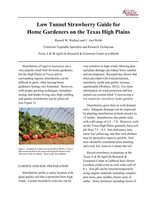 Low Tunnel Strawberry Guide for
Home Gardeners on the Texas High Plains
Russell W. Wallace and C. Joel Webb
Extension Vegetable Specialist and Research Technician
Texas A & M AgriLife Research & Extension Center at Lubbock
Strawberries (Fragaria ananassa) are a
very popular small fruit for home gardeners.
On the High Plains of Texas and in
surrounding regions, strawberries can be
difficult to grow, often leaving home
gardeners feeling very frustrated. However,
with proper growing techniques, transplant
timing, and tender loving care, high yielding
and quality strawberries can be achieved
(see Figure 1).
Figure 1. Strawberries ready to be harvested on March 2, 2012 in
high tunnels located at the Texas A & M AgriLife Research and
Extension Center at Lubbock. Photo credit: Russ Wallace.
GARDEN AND SOIL PREPARATION
Strawberries prefer a sunny location with
good quality soil that is protected from high
winds. Certain strawberry cultivars can be
very sensitive to high winds, blowing dust
and plant damage can reduce berry number
and development. Research has shown that
when provided with wind protection,
strawberry yields and quality increase
significantly (Wallace, 2012). For more
information on wind protection and low
tunnels see section titled ‘Constructing a
low tunnel for strawberry home gardens.
Strawberries grow best on well-drained
soils. Adequate drainage can be improved
by planting strawberries on beds raised 6 to
12 inches. Strawberries also prefer soils
with a pH range of 6.5 – 7.0. However, soils
on the Texas High Plains generally have soil
pH from 7.5 – 8.3. Iron deficiency may
cause leaf yellowing, and thus iron chelates
may be sprayed to improve growth. Soil
tests should be considered prior planting,
and every few years to evaluate the soil.
Recent strawberry evaluations at the
Texas A & M AgriLife Research &
Extension Center at Lubbock have shown
excellent yields even on soils with a pH of
8.1. Soil pH can be lowered temporarily
using organic materials including compost,
peat moss, pine needles, humic acid, or
sulfur. Some fertilizers including forms of
 