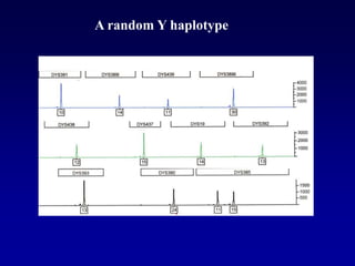 A random Y haplotype
 