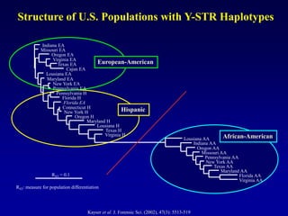 Hispanic
Structure of U.S. Populations with Y-STR Haplotypes
Florida EA
European-American
African-American
Virginia AA
Florida AA
Maryland AA
Texas AA
New York AA
Pennsylvania AA
Missouri AA
Oregon AA
Indiana AA
Lousiana AA
Pennsylvania EA
New York EA
Indiana EA
Missouri EA
Lousiana EA
Maryland EA
Pennsylvania H
Florida H
New York H
Connecticut H
Texas EA
Cajun EA
Virginia EA
Oregon EA
Oregon H
Maryland H
Lousiana H
Texas H
Virginia H
RST = 0.1
RST: measure for population differentiation
Kayser et al. J. Forensic Sci. (2002), 47(3): 5513-519
 