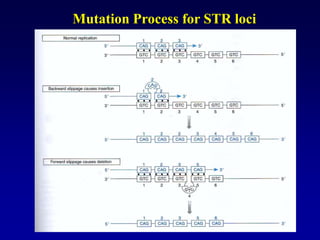 Mutation Process for STR loci
 