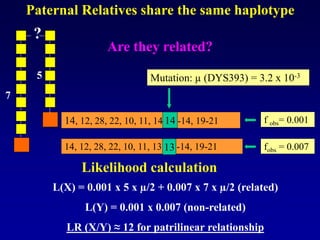 Mutation??
Likelihood calculation
14, 12, 28, 22, 10, 11, 14, 13-14, 19-21
14
14, 12, 28, 22, 10, 11, 13, 13-14, 19-21
13
Mutation: µ (DYS393) = 3.2 x 10-3
?
f obs= 0.001
fobs = 0.007
7
5
Paternal Relatives share the same haplotype
Are they related?
L(X) = 0.001 x 5 x µ/2 + 0.007 x 7 x µ/2 (related)
L(Y) = 0.001 x 0.007 (non-related)
LR (X/Y) ≈ 12 for patrilinear relationship
 