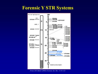 -From J.M. Butler (2003) Forensic Sci. Rev. 15:91-111
Forensic Y STR Systems
 