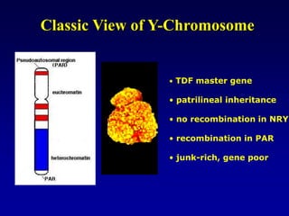 Classic View of Y-Chromosome
• TDF master gene
• patrilineal inheritance
• no recombination in NRY
• recombination in PAR
• junk-rich, gene poor
 