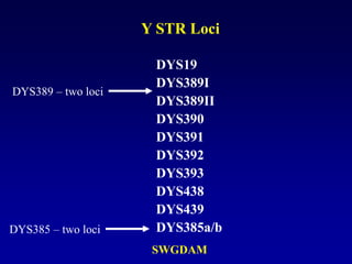 DYS19
DYS389I
DYS389II
DYS390
DYS391
DYS392
DYS393
DYS438
DYS439
DYS385a/b
Y STR Loci
SWGDAM
DYS385 – two loci
DYS389 – two loci
 