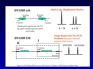 DYS385 a/b
a = b a  b
DYS389 I/II
I
II
F primer F primer
R primer
a b
Duplicated regions are 40,775
bp apart and facing away from
each other
F primer
R primer
F primer
R primer
DYS389I DYS389II
Figure 9.5, J.M. Butler (2005) Forensic DNA Typing, 2nd Edition © 2005 Elsevier Academic Press
Multi-Copy (Duplicated) Marker
Single Region but Two PCR
Products (because forward
primers bind twice)
 