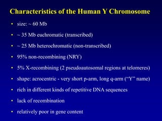 Characteristics of the Human Y Chromosome
• size: ~ 60 Mb
• ~ 35 Mb euchromatic (transcribed)
• ~ 25 Mb heterochromatic (non-transcribed)
• 95% non-recombining (NRY)
• 5% X-recombining (2 pseudoautosomal regions at telomeres)
• shape: acrocentric - very short p-arm, long q-arm (“Y” name)
• rich in different kinds of repetitive DNA sequences
• lack of recombination
• relatively poor in gene content
 