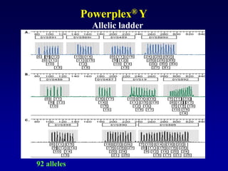 Powerplex® Y
92 alleles
Allelic ladder
 