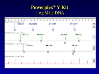 Powerplex® Y Kit
1 ng Male DNA
DYS391 DYS389I DYS439 DYS389II
DYS438 DYS437 DYS19 DYS392
DYS393 DYS390 DYS385
 