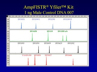 AmpFlSTR® Yfiler™ Kit
1 ng Male Control DNA 007
DYS458 DYS389 I DYS390 DYS389 II
DYS438 DYS19 DYS385 a/b
DYS393 DYS391 DYS439 DYS635 DYS392
Y GATA H4 DYS456 DYS437 DYS448
 