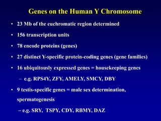 Genes on the Human Y Chromosome
• 23 Mb of the euchromatic region determined
• 156 transcription units
• 78 encode proteins (genes)
• 27 distinct Y-specific protein-coding genes (gene families)
• 16 ubiquitously expressed genes = housekeeping genes
– e.g. RPS4Y, ZFY, AMELY, SMCY, DBY
• 9 testis-specific genes = male sex determination,
spermatogenesis
– e.g. SRY, TSPY, CDY, RBMY, DAZ
 
