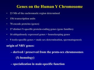 Genes on the Human Y Chromosome
• 23 Mb of the euchromatic region determined
• 156 transcription units
• 78 encode proteins (genes)
• 27 distinct Y-specific protein-coding genes (gene families)
• 16 ubiquitously expressed genes = housekeeping genes
• 9 testis-specific genes = male sex determination, spermatogenesis
origin of NRY genes:
– derived / preserved from the proto-sex chromosomes
(X-homology)
– specialization in male-specific function
 