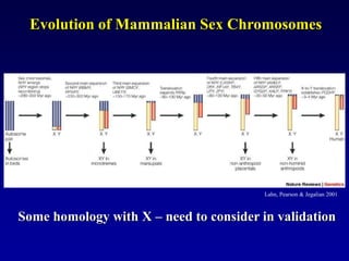 Evolution of Mammalian Sex Chromosomes
Lahn, Pearson & Jegalian 2001
Some homology with X – need to consider in validation
 