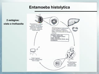Entamoeba histolytica
2 estágios:
cisto e trofozoíta
 