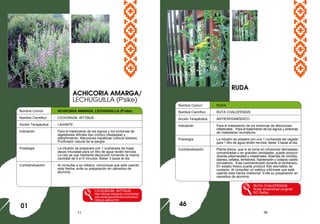 11 56
Nombre Común : ACHICORIA AMARGA, LECHUGUILLA (P'sike)
Nombre Científico : CICHORIUM INTYBUS
Acción Terapéutica : LAXANTE
Indicación : Para el tratamiento de los signos y los síntomas de
digestiones difíciles tipo crónico (dispepsia) y
estreñimiento. Afecciones hepáticas (cólicos biliares)
Purificador natural de la sangre
Posología : La infusión se preparara con 1 cucharada de hojas
secas trituradas para un litro de agua recién hervida.
La raíz se usa mediante decocción hirviendo la misma
cantidad de 5 a10 minutos. Beber 3 tazas al día.
Contraindicación : Al consultar a su médico, comunique que está usando
esta hierba, evite su preparación en utensilios de
aluminio.
CICHORIUM INTYBUS
http://fichas.infojardin.com/hortali
zas-verduras/achicoria-cichorium-
intybus-sativa.htm
ACHICORIA AMARGA/
LECHUGUILLA (P'sike)
01
Nombre Comun : RUDA
Nombre Científico : RUTA CHALEPENSIS
Acción Terapéutica : ANTIESPASMÓDICO,
Indicación : Para el tratamiento de los síntomas de afecciones
intestinales. Para el tratamiento de los signos y síntomas
de malestares reumáticos.
Posología : La infusión se prepara con una 1 cucharada del vegetal
para 1 litro de agua recién hervida; beber 3 tazas al día.
Contraindicación : Planta tóxica, que si se toma en infusiones demasiado
concentradas o en grandes cantidades, puede producir
úlceras estomacales o intestinales. Además de vómitos,
diarrea, cefalea, temblores, hipotensión y colapso cardio
circulatorio. Esta contraindicado durante el embarazo.
En estado fresco puede producir foto dermatitis de
contacto. Al consultar un médico infórmele que está
usando esta hierba medicinal. Evite su preparación en
utensilios de aluminio.
RUTA CHALEPENSIS
Ruda ornamental (original
RC Peña).
RUDA
46
 