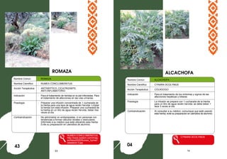53 14
Nombre Comun : ROMAZA
Nombre Científico : RUMEX CONCLOMERATUS
Acción Terapéutica : ANTISÉPTICO, CICATRIZANTE,
ANTI-INFLAMATORIO
Indicación : Para el tratamiento de heridas en la piel infectadas. Para
el tratamiento de afecciones en las vías urinarias.
Posología : Preparar una infusión concentrada de 1 cucharada de
la hierba para una taza de agua recién hervida. Limpiar
la herida con esta infusión. Preparar una cucharada de
la hierba en un litro de agua recién hervida, beber tres
veces al día.
Contraindicación : No administrar en embarazadas, ni en personas con
tendencias a formar cálculos renales o vesiculares.
Infórmele a su médico que está utilizando esta hierba.
Evite su preparación en utensilios de aluminio.
RUMEX CONCLOMERATUS
http://www.swsbm.com/Imag
es/New2005/Rumex_hymen
osepalus-3.jpg
ALCACHOFA
43
Nombre Común : ALCACHOFA
Nombre Científico : CYNARA SCOLYMUS
Acción Terapéutica : COLAGOGO
Indicación : Para el tratamiento de los síntomas y signos de las
afecciones hepáticas y biliares.
Posología : La infusión se prepara con 1 cucharada de la hierba
para un litro de agua recién hervida: se debe beber 1
taza 3 veces al día.
Contraindicación : Al consultar a su médico, comunique que está usando
esta hierba, evite su preparación en utensilios de aluminio.
CYNARA SCOLYMUS
ROMAZA
04
 