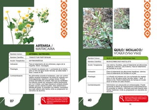 17 50
Nombre Común : ARTEMISA / MATRICARIA
Nombre Científico : TANACETUM PARTHENIUM
Acción Terapéutica : ANTIMIGRAÑOSA
Indicación : Para el tratamiento de los síntomas y signo de la
migraña, fiebre, neuralgias.
Posología : La infusión se prepara con 1 cucharada de la hierba
para un litro de agua recién hervida: se debe beber 1
taza 3 veces al día.
Contraindicación : No administrar durante el embarazo, usar con control
médico durante la lactancia. No tomar en conjunto con
Anticoagulantes, aspirina y ginkgo biloba. Puede
producir dermatitis de contacto. Para que se manifiesten
sus efectos puede ser necesario usarla diariamente
por 2 a 3 meses. Las hojas frescas en contacto directo
pueden causar ulceras bucales, dolor abdominal o
pérdida del gusto. Al consultar a su médico, comunique
que está usando esta hierba, evite su preparación en
utensilios de aluminio.
TANACETUM PARTHENIUM
http://www.herbalfire.com/ta
nacetum-parthenium-fever-pi-
226.html
QUILO/ MOLLACO/
VOQUI (Visa Visa)
07
Nombre Comun : QUILO, MOLLACO, VOQUI)Visa Visa)
Nombre Científico : MUEHLENBECKIA HASTULATA
Acción Terapéutica : Uso Interno; Diurético, para el tratamiento de afecciones
hepáticas (ictericia). Uso Externo; Para el tratamiento
de heridas en la piel.
Indicación : Para el tratamiento de afecciones hepáticas, ictericia.
Para el tratamiento de heridas en la piel.
Posología : La infusión se prepara con una cucharada de vegetal
para un litro de agua recién hervida: beber 1 taza , 3
veces al día. Para el tratamiento de heridas en la piel,
lavar la herida con esta infusión.
Contraindicación : Administrar con precaución en embarazadas. Puede
aumentar el efecto de medicamentos antihipertensivos.
Al consultar al médico, infórmele que está usando esta
hierba medicinal. Evite su preparación en utensilios de
aluminio.
MUEHLENBECKIA HASTULATA
http://www.protege.cl/educa/flora
/images/big_quilo.jpg
ARTEMISA /
MATRICARIA
40
 