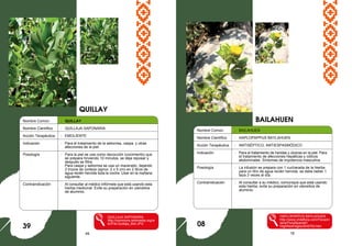 49 18
Nombre Común : QUILLAY
Nombre Científico : QUILLAJA SAPONARIA
Acción Terapéutica : EMOLIENTE
Indicación : Para el tratamiento de la seborrea, caspa, y otras
afecciones de la piel.
Posología : Para la piel se usa como decocción (cocimiento) que
se prepara hirviendo 10 minutos, se deja reposar y
después se filtra.
Para caspa y seborrea se usa un macerado, dejando
2 trozos de corteza (aprox. 2 x 5 cm) en 2 litros de
agua recién hervida toda la noche. Usar en la mañana
siguiente.
Contraindicación : Al consultar al médico infórmele que está usando esta
hierba medicinal. Evite su preparación en utensilios
de aluminio.
QUILLAJA SAPONARIA
http://commons.wikimedia.org/w
iki/File:Quillaja_Mol.JPG
BAILAHUEN
39
Nombre Común : BAILAHUEN
Nombre Científico : HAPLOPAPPUS BAYLAHUEN
Acción Terapéutica : ANTISÉPTICO, ANTIESPASMÓDICO
Indicación : Para el tratamiento de heridas y úlceras en la piel. Para
el tratamiento de afecciones hepáticas y cólicos
abdominales. Síntomas de impotencia masculina.
Posología : La infusión se prepara con 1 cucharada de la hierba
para un litro de agua recién hervida: se debe beber 1
taza 3 veces al día.
Contraindicación : Al consultar a su médico, comunique que está usando
esta hierba, evite su preparación en utensilios de
aluminio.
HAPLOPAPPUS BAYLAHUEN
http://www.chileflora.com/Florachi
lena/FloraSpanish/
HighResPages/SH0703.htm
QUILLAY
08
 