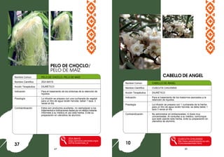 47 20
Nombre Comun : PELO DE CHOCLO, PELO DE MAÍZ
Nombre Científico : ZEA MAYS
Acción Terapéutica : DIURÉTICO
Indicación : Para el tratamiento de los síntomas de la retención de
líquidos.
Posología : La infusión se prepara con una cucharada de vegetal
para un litro de agua recién hervida: beber 1 taza, 3
veces al día.
Contraindicación : Estos son productos auxiliares, no reemplazan a los
tratamientos e indicaciones dadas por el médico tratante.
Infórmele a su medico el uso esta hierba. Evite su
preparación en utensilios de aluminio.
ZEA MAYS
www.commons.wikimedia.org/w
iki/File:Suikermais_bl
CABELLO DE ANGEL
37
Nombre Común : CABELLO DE ÁNGEL
Nombre Científico : CUSCUTA CHILENSIS
Acción Terapéutica : DIURÉTICO
Indicación : Para el tratamiento de los trastornos asociados a la
retención de líquidos.
Posología : La infusión se prepara con 1 cucharada de la hierba
para un litro de agua recién hervida: se debe beber 1
taza 3 veces al día.
Contraindicación : No administrar en embarazadas, ni dosis muy
concentradas. Al consultar a su médico, comunique
que está usando esta hierba, evite su preparación en
utensilios de aluminio.
CUSCUTA CHILENSIS
http://www.parasiticplants.siu.edu
/Cuscutaceae/index.html)
PELO DE CHOCLO/
PELO DE MAÍZ
10
 