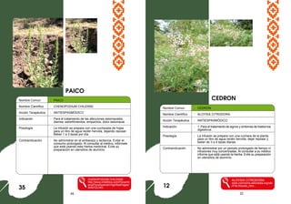45 22
Nombre Comun : PAICO
Nombre Científico : CHENOPODIUM CHILENSE
Acción Terapéutica : ANTIESPASMÓDICO
Indicación : Para el tratamiento de las afecciones estomacales,
diarrea, estreñimientos, empachos, dolor estomacal.
Posología : La infusión se prepara con una cucharada de hojas
para un litro de agua recién hervida, dejando reposar.
Beber 1 a 3 tazas por día.
Contraindicación : No administrar en el embarazo y lactancia. Evitar el
consumo prolongado. Al consultar al médico, infórmele
que está usando esta hierba medicinal. Evite su
preparación en utensilios de aluminio.
CHENOPODIUM CHILENSE
http://www.chileflora.com/Florachil
ena/FloraSpanish/HighResPages/
SH0723.htm
CEDRON
35
Nombre Comun : CEDRÓN
Nombre Científico : ALOYSIA CITRODORA
Acción Terapéutica : ANTIESPASMÓDICO
Indicación : 1. Para el tratamiento de signos y síntomas de trastornos
digestivos.
Posología : La infusión se prepara con una cuchara de la planta
para un litro de agua recién hervida, dejar reposar y
beber de 3 a 4 tazas diarias.
Contraindicación : No administrar por un periodo prolongado de tiempo ni
infusiones muy concentradas. Al consultar a su médico
informe que está usando la hierba. Evite su preparación
en utensilios de aluminio.
ALOYSIA CITRODORA
www.commons.wikimedia.org/wik
i/File:Aloysia_citro...
PAICO
12
 