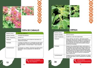 23 44
Nombre Común : CEPA DE CABALLO
Nombre Científico : ACAENA SPLENDENS
Acción Terapéutica : DIURÉTICO
Indicación : Para el tratamiento de los trastornos asociados a la
retención de líquidos.
Posología : La infusión se prepara con 2 cucharadas de hojas secas
y trituradas para 1 litro de agua recién hervida, dejar
reposar durante 10 minutos: beber 1 taza 3 veces al
día.
Contraindicación : Al consultar a su médico, comunique que está usando
esta hierba, evite su preparación en utensilios de
aluminio.
ACAENA SPLENDENS
http://species.wikimedia.org/wiki/A
caena_magellanica
ORTIGA
13
Nombre Comun : ORTIGA
Nombre Científico : URTICA DIOICA
Acción Terapéutica : DIURÉTICO, ANTI-INFLAMATORIO
Indicación : Hojas y Ramas: Uso interno; afecciones renales,
reumáticas, calma la tos y diarrea. Uso Externo; Para
el tratamiento de dolores reumáticos y neurológicos.
Raíz y Rizamas: Uso Interno, para el tratamiento de
los síntomas de de la hipertrofia prostática benigna,
problemas bronquiales.
Posología : Preparar dos cucharadas de hojas y ramas para un
litro de agua hirviendo, beba una taza tres veces al día.
Las ramas se usan además para “ortigar” (frotar con
la Ortiga). Se puede usar la misma preparación para
lavados para el uso de dolores externos (reumáticos).
Las raíces (40 grs.) se deben cocer en un litro de agua
por 3 minutos. Se bebe una taza de la preparación
cuatro veces al día.
Contraindicación : Proteger de la luz y la humedad. Infórmele a su médico
el uso de esta hierba. Evite su preparación en utensilios
de aluminio.
URTICA DIOICA
http://www.fitoterapia.net/vademe
cum/plantas/FOTOS/Urtica%20di
oica.JPG
CEPA DE CABALLO
34
 