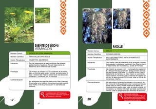 27 40
Nombre Común : DIENTE DE LEÓN, ARMAGÓN
Nombre Científico : TARAXACUM OFFICINALIS
Acción Terapéutica : DIGESTIVO, DIURÉTICO
Indicación : Para el tratamiento de afecciones de vías biliares,
padecimientos hepáticos. Para el tratamiento de
trastornos de la retención de líquidos.
Posología : La infusión se prepara con 1 cucharada de la hierba
para un litro de agua recién hervida: se debe beber 1
taza 3 veces al día. Para las raíces hacer una decocción,
hirviendo 1 cucharada por 10 minutos.
Contraindicación :
No administrar en caso de obstrucción biliar (ictericia).
Al consultar a su médico, comunique que está usando
esta hierba, evite su preparación en utensilios de
aluminio.
TARAXACUM OFFICINALIS
http://commons.wikimedia.org/wiki/F
ile:Taraxacum_plant.jpg
MOLLE
17
Nombre Comun : MOLLE
Nombre Científico : SCHINUS AREIRA
Acción Terapéutica : ANTI-INFLAMATORIO, ANTIESPASMÓDICO,
CICATRIZANTE
Indicación : Uso Interno; para el tratamiento de la bronquitis, dolores
estomacales, malestares hepáticos. Uso Externo; para
el tratamiento del reumatismo y lavado de heridas.
Posología : La infusión se prepara con 1 cucharada de vegetal (ó
6 a 8 hojas frescas) para 1 litro de agua recién hervida,
se deja reposar y se bebe 1 a 3 tazas al día. Para el
tratamiento de heridas, se debe hacer un cocimiento
con la corteza, hirviendo una cucharada del vegetal en
un litro de agua durante 10 minutos, usar en forma de
compresas o baños.
Contraindicación : No administrar durante el embarazo, el consumo de
los frutos del molle puede provocar reacciones tóxicas
sobre todo en niños. Puede potenciar el efecto de
medicamentos usados para bajar la presión arterial. Al
consultar a su médico infórmele que está usando esta
hierba. Evite su preparación en utensilios de aluminio.
SCHINUS AREIRA
http://www.florachilena.cl/Niv_ta
x/Angiospermas/Ordenes/Sapin
dales/Anacardiaceae/Schinus/m
olle/Schinus%20molle.htm
DIENTE DE LEON/
ARMAGON
30
 